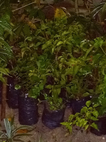 Jarros de ceramica alporquias de frutiferas e jasmim - Foto 5