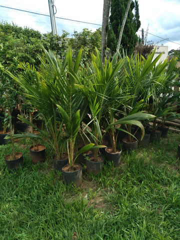Mudas de jabuticaba e cocô anão  - Foto 2