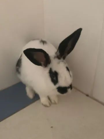 Dou coelho - Foto 3