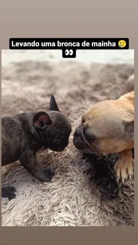 BULDOGUE FRANCÊS R$1.300 - Foto 4