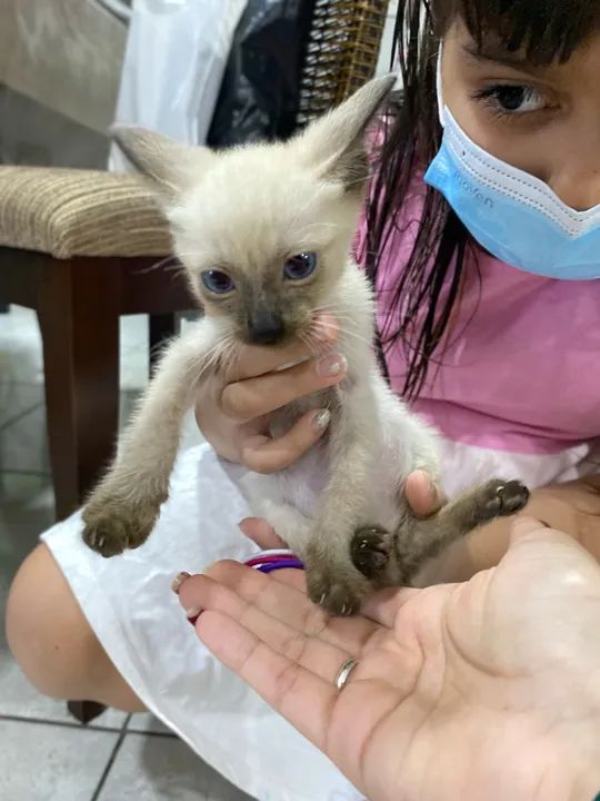 FILHOTES DE GATO PARA DOAÇÃO