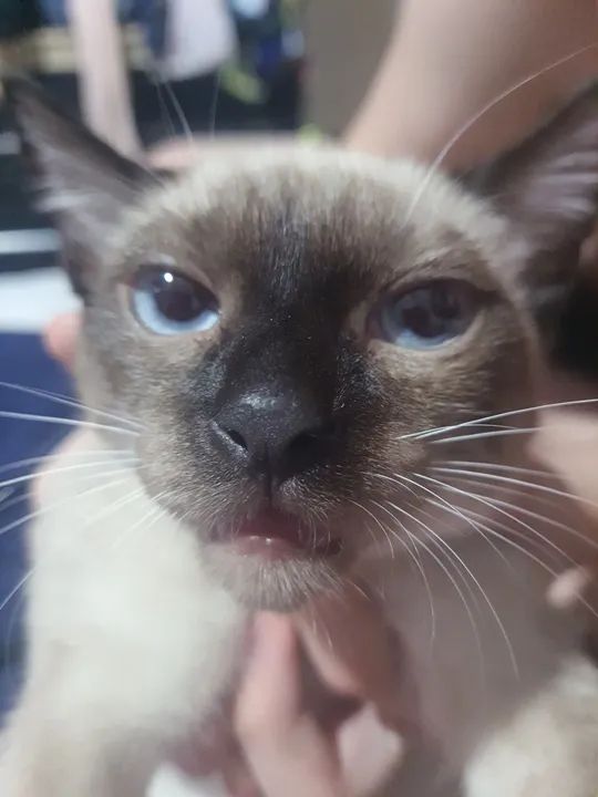 Gatinho Siamês disponível para adoção - Foto 4