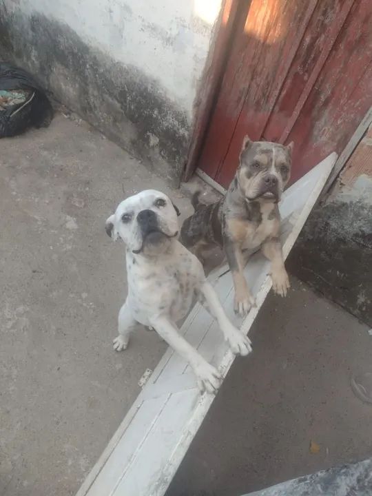 American Bully Macho 1 Ano E Meio De Idade - Cachorros E Acessórios 