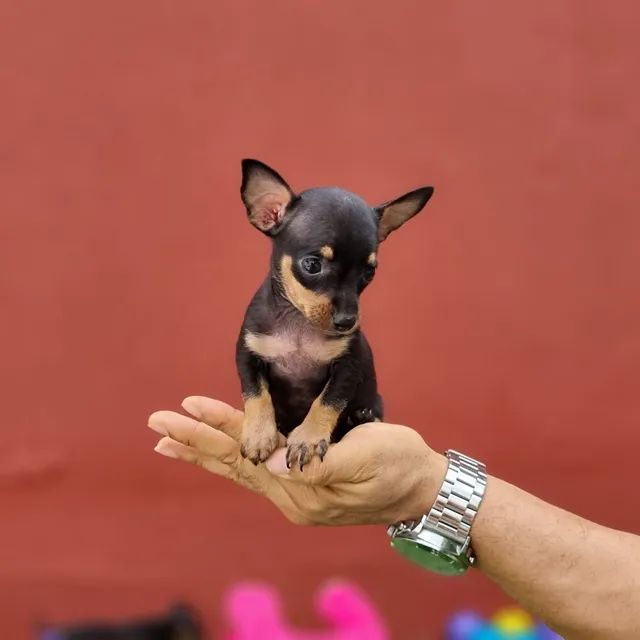 Pinscher disponíveis já pronto entrega além de várias outras raças para vocês  - Foto 3