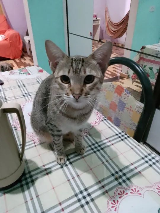 Gato para Adoção