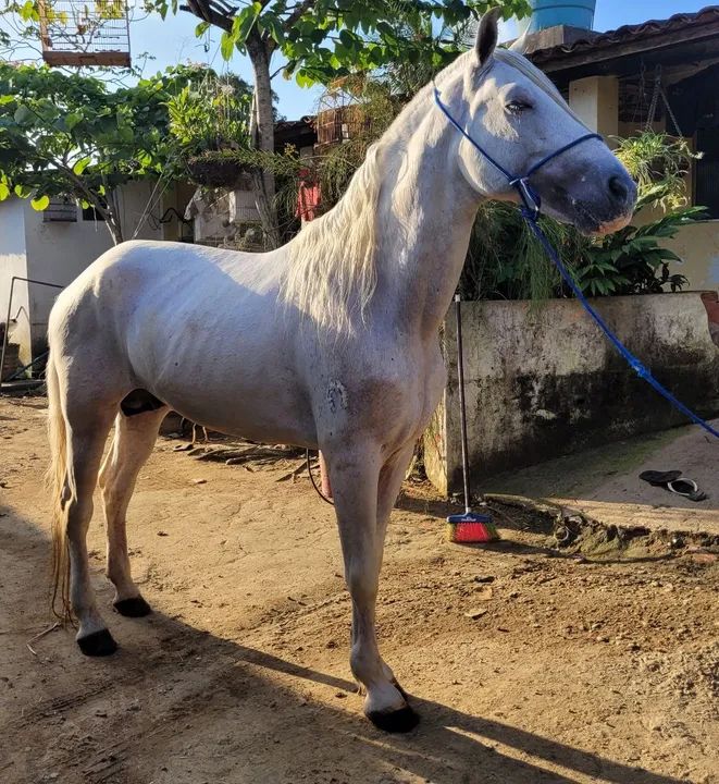 MANGALARGA MARCHADOR FILHO DE FAVACHO ÚNICO - Foto 5