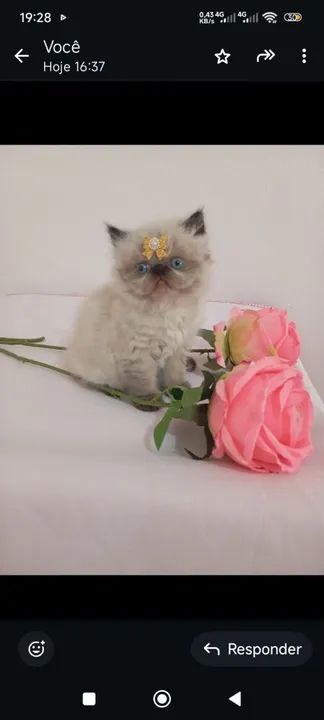 Gatinhos persa/persa do Himalaya - Foto 2