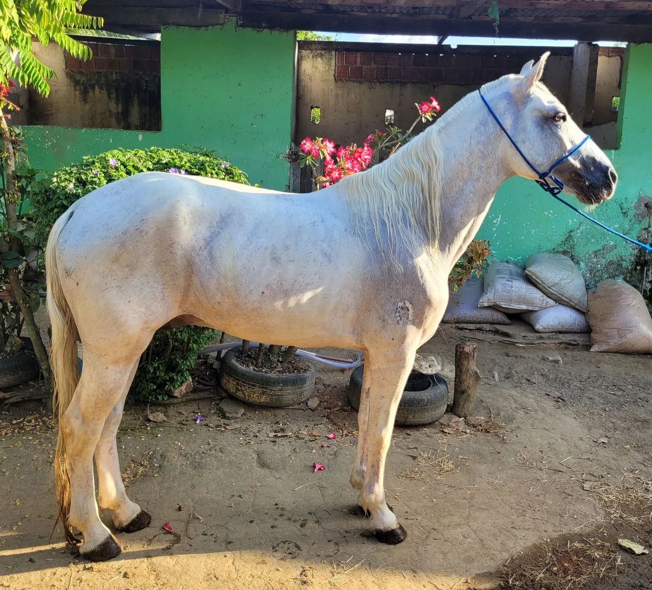 MANGALARGA MARCHADOR FILHO DE FAVACHO ÚNICO - Foto 2