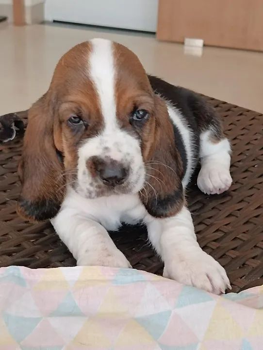 Basset Hound 