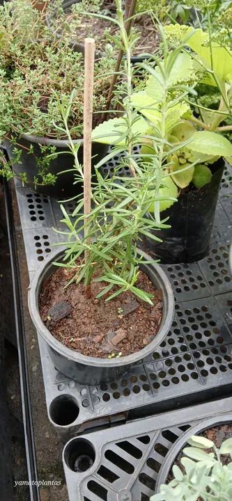 Mudas de Alecrim - Pronta para plantar