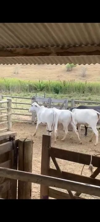 Vendo ou troco gado em escavadeira - Foto 6