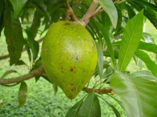 Mudas de frutas brasileiras - Foto 4