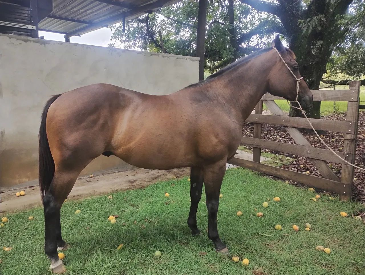 Cavalo Quarto de Milha PO - Foto 2