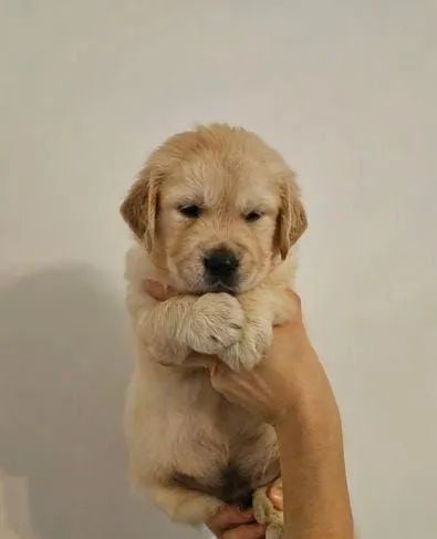 Filhote Golden Retriever macho e fêmea confira chame no WhatsApp *