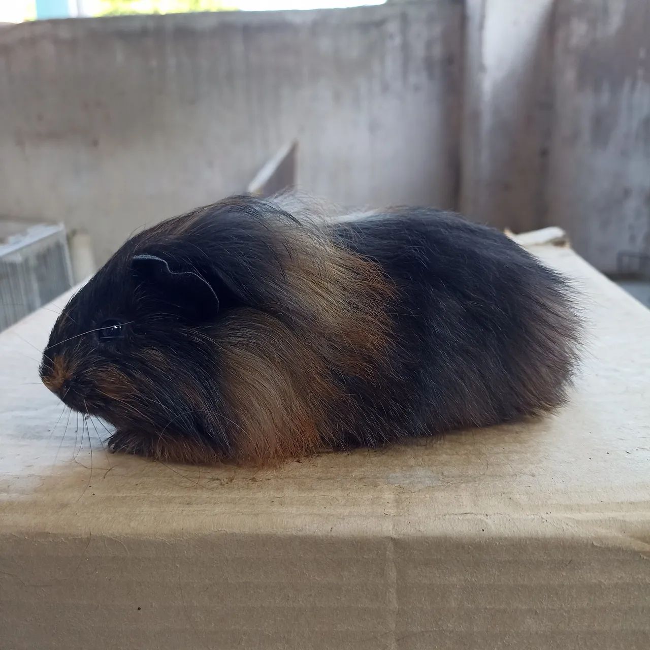 Porquinhos da índia (Ler anúncio). - Foto 6