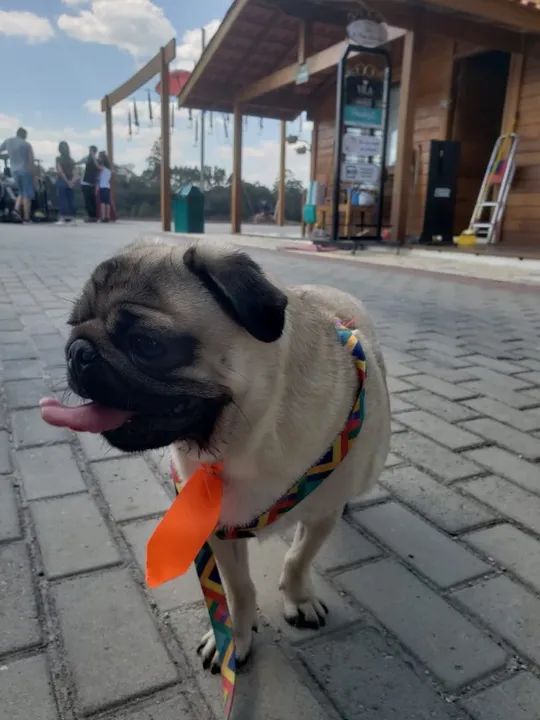 Passeador de pets (Dog Walker) - Foto 3