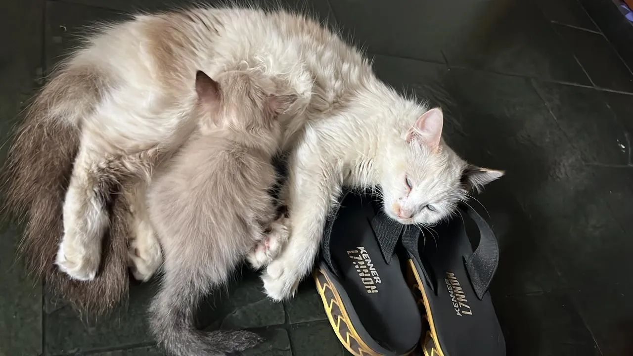 Doação de gata dócil 