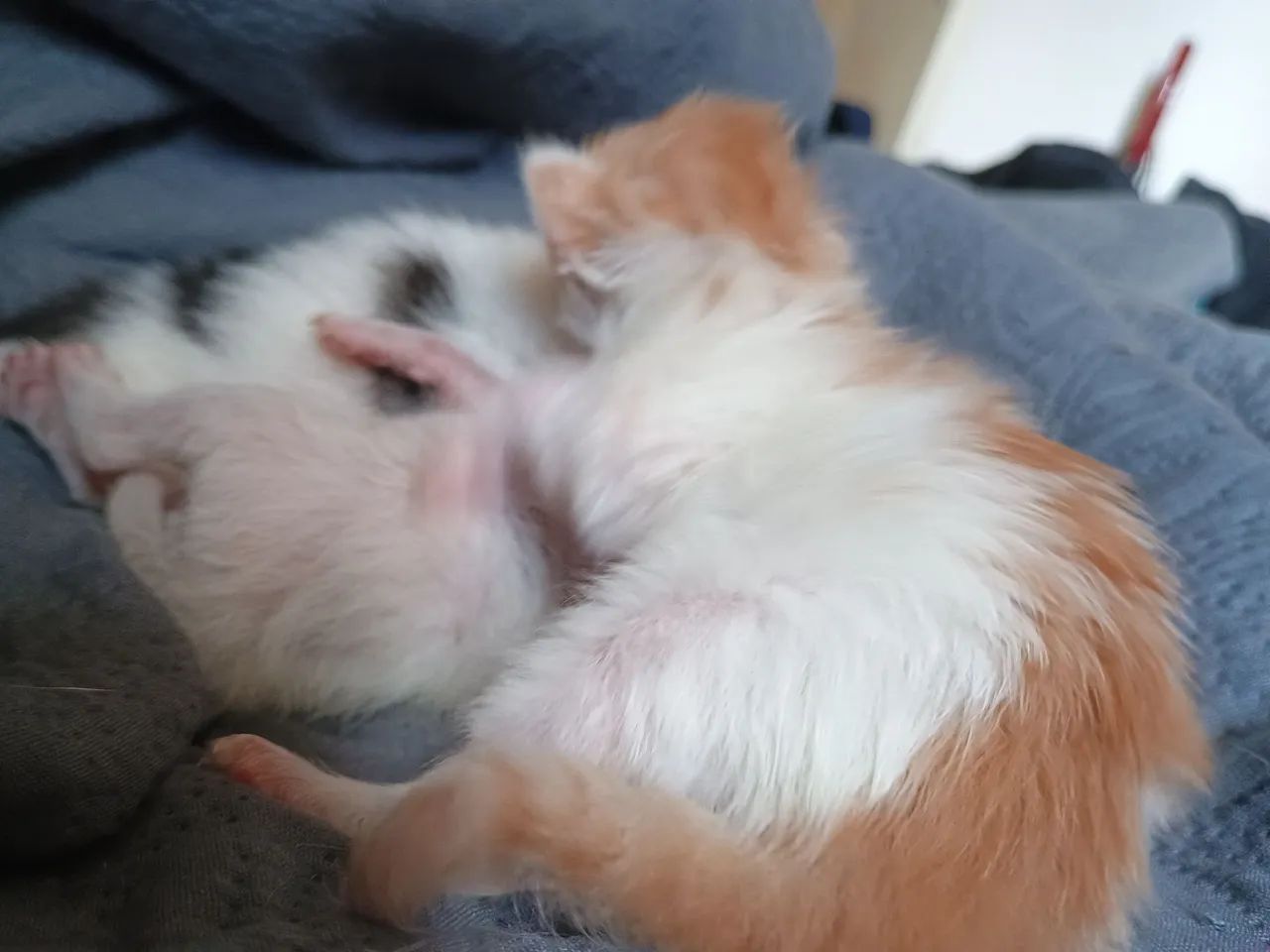 Doa-se gatinhos - Foto 6