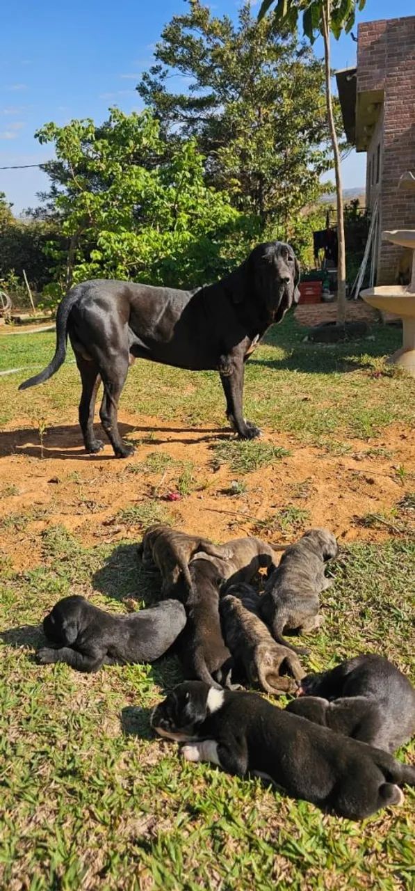 Rhodesian Ridgeback Mix Cane Corso Fila Brasileiro Mix FILA