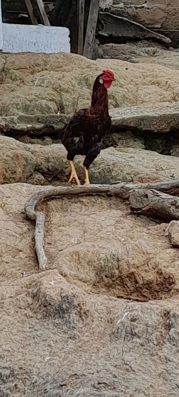 Vendo 2 galos  - Foto 2