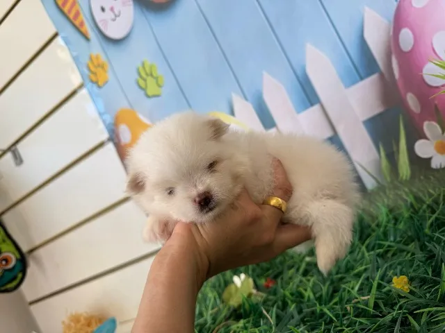 ? Filhotes de Spitz Alemão - Linhagem TOP com Pedigree! ?