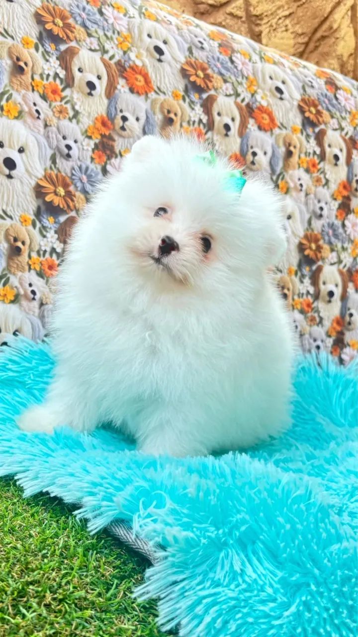 Lindos Lulu da Pomerania anão - Foto 3