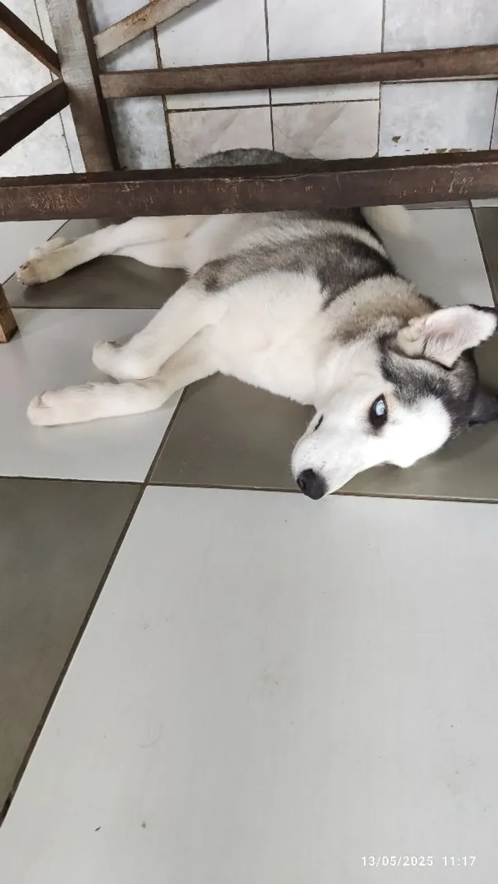 Husky Siberiano - Filhote 6 meses