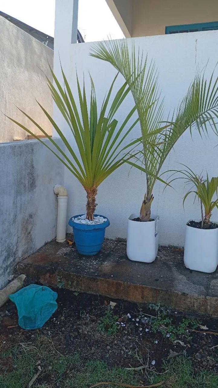 Comércio de plantas ornamentais 