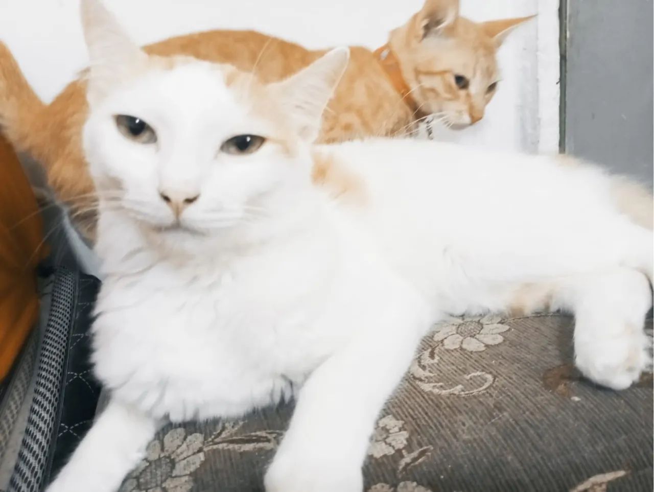 Três gatinhos fofinhos para adoção