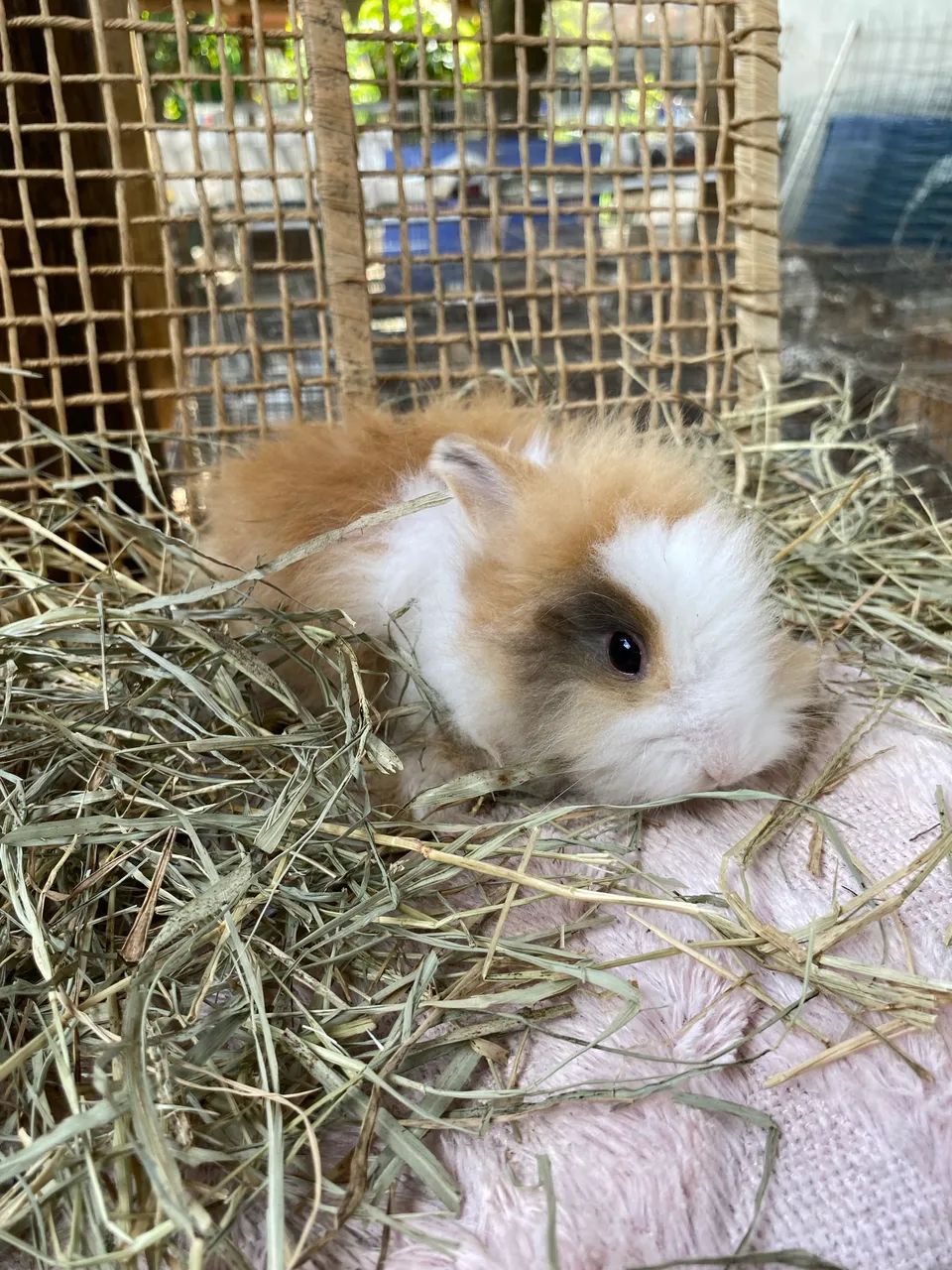 Mini Lion Head Filhote  - Foto 4