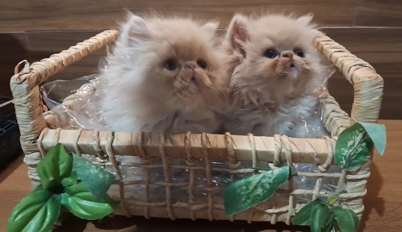 Gatinho Persa - uma bolinha de amor e alegria 