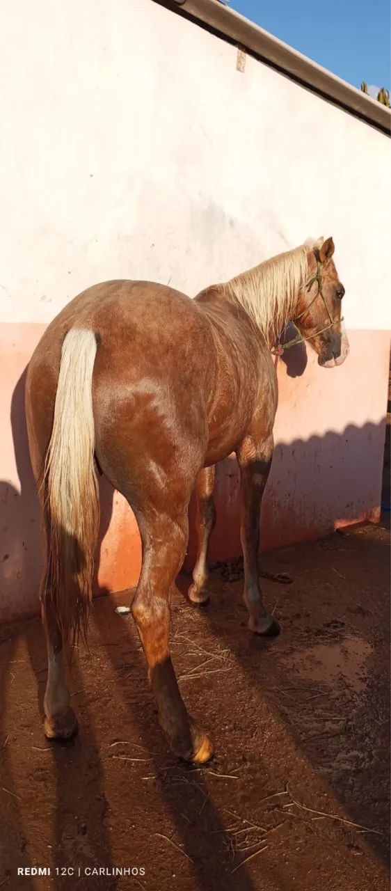 Vendo Potro Quarto de Milha  - Foto 2