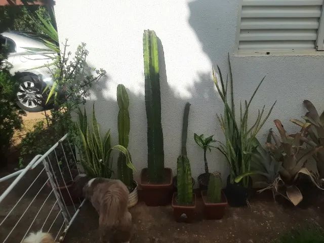 Vendo Cactus 