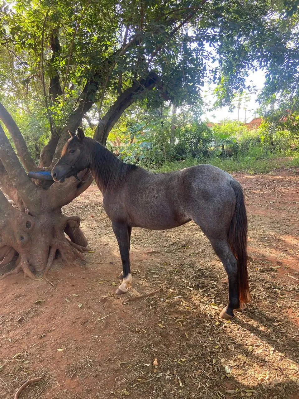 *Égua crioula., prenha de cavalo crioulo puro.*
