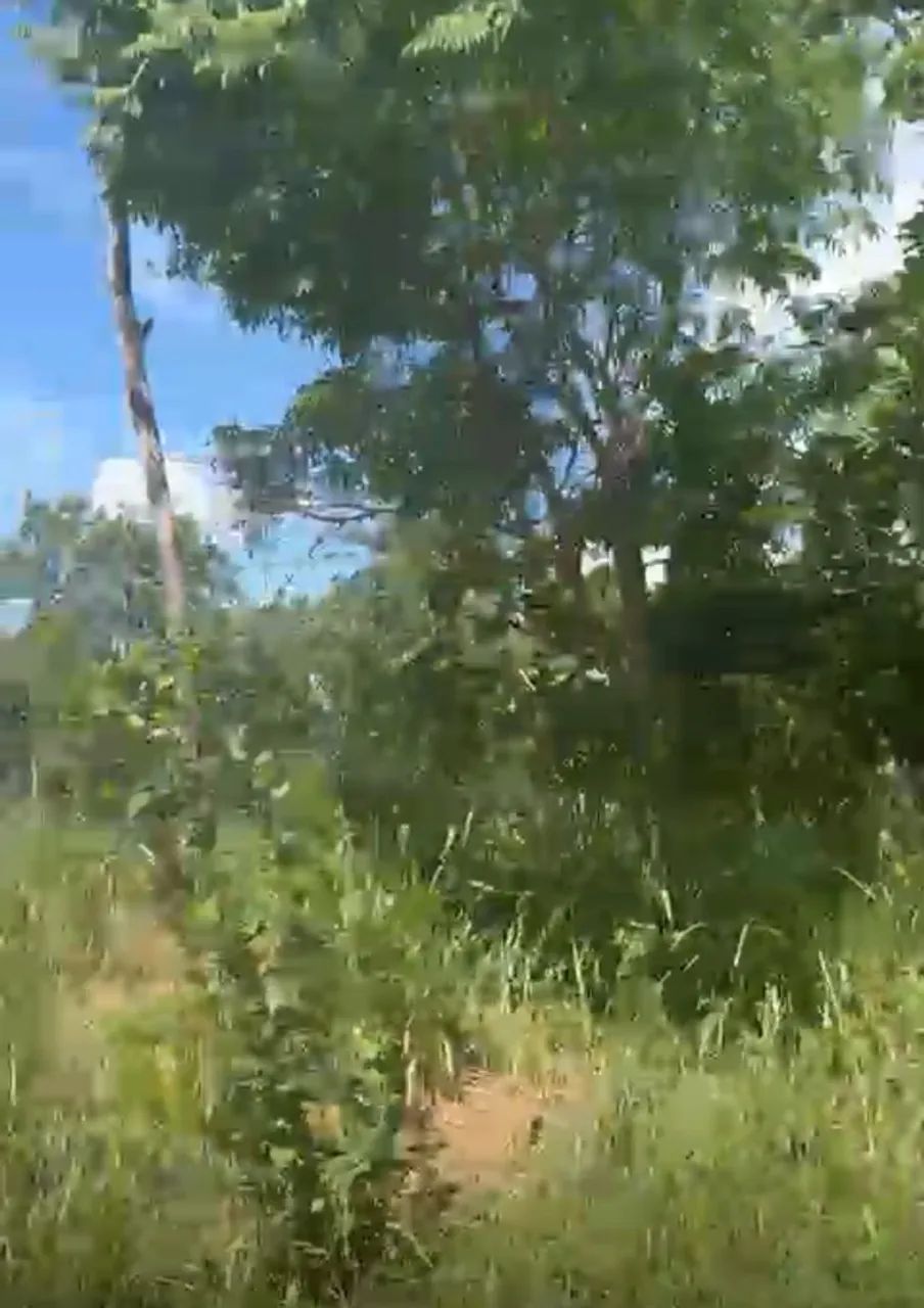 FAZENDA A VENDA EM AMARANTE/MA - Foto 2