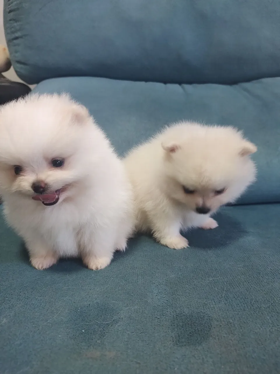 Filhotes de Spitz Alemão MINI (Lulu da Pomerânia)