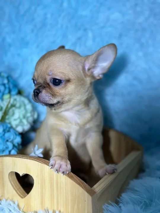 Chihuahua filhote disponível pêlo curto exemplar da raça - Foto 2