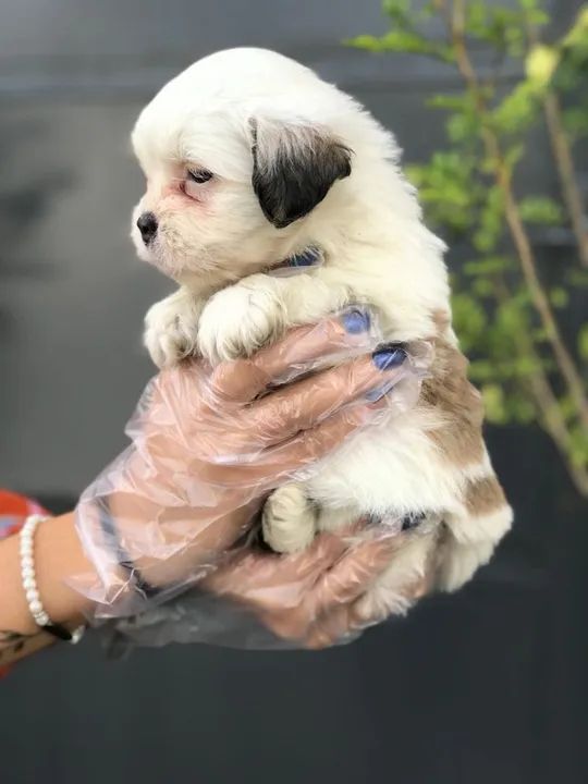 Lhasa Apso Padrão CBKC - Foto 2