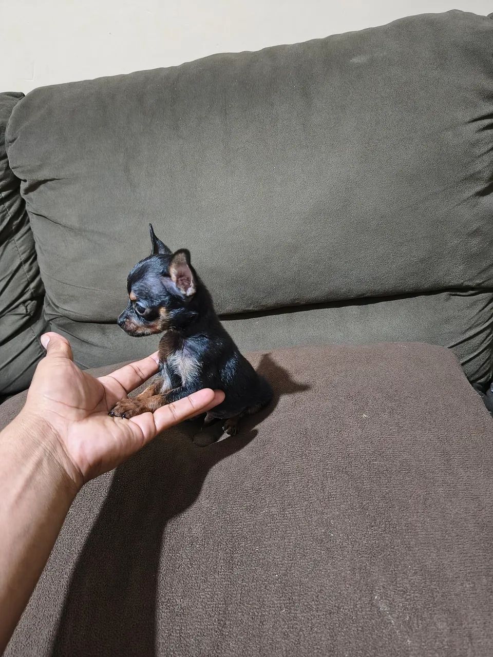 Pincher n0...macho.....de pai e mãe... - Foto 2