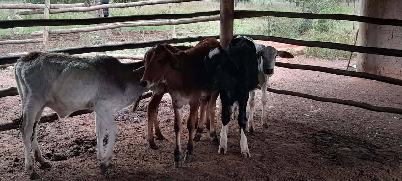 Bezerras para venda