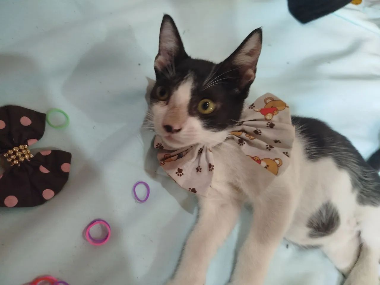 Olá, sou o Fred?, vc gostaria de me adotar nesse Natal? - Foto 3