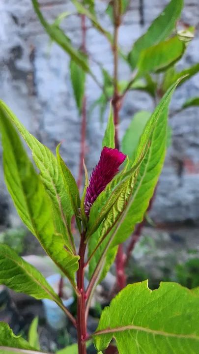 Mudas de Crista de Galo 