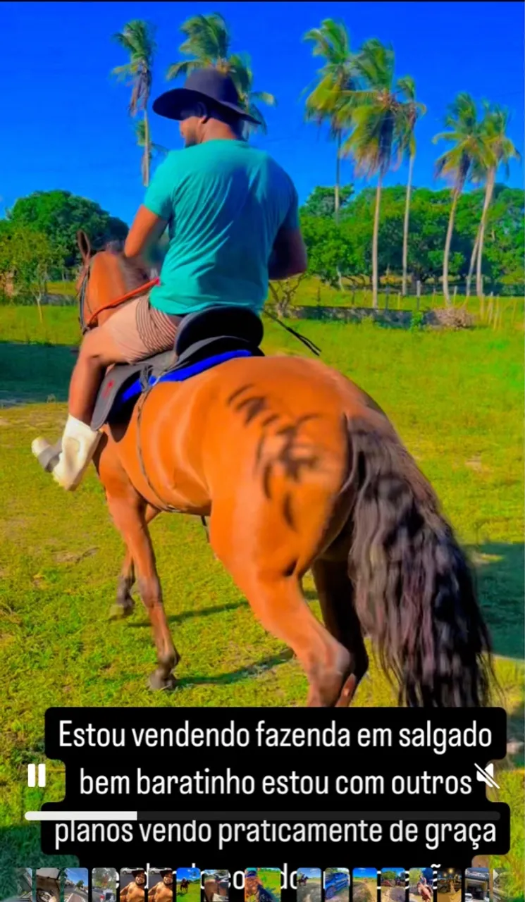 Vendo ou troco cavalo quarto de Milha puro