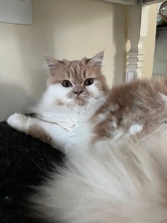 Gatinha persa - Foto 4