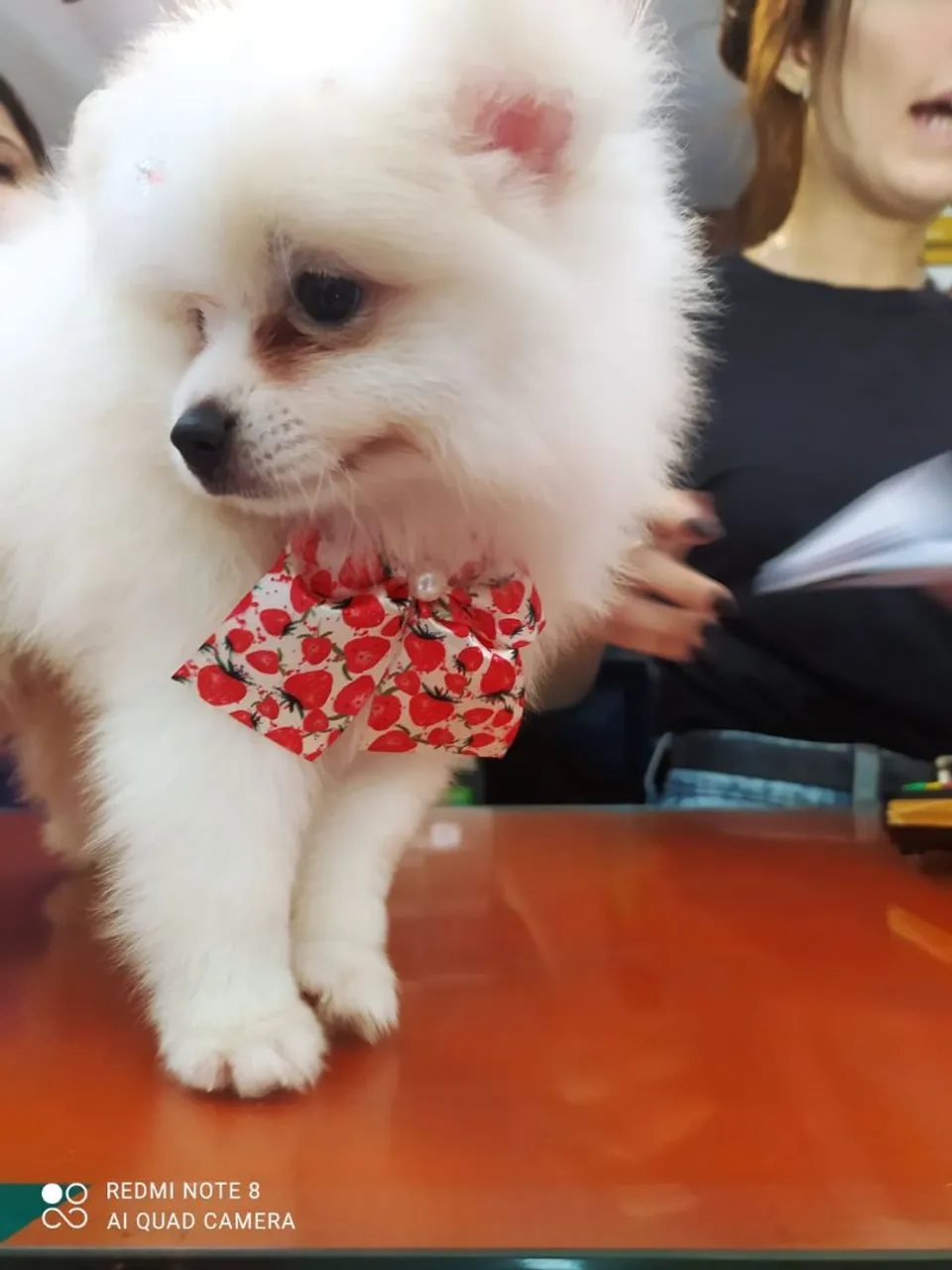 Filhote de Spitz Alemão anão - pedigree cbkc