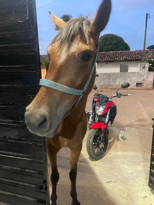 Besta mansa - Foto 3