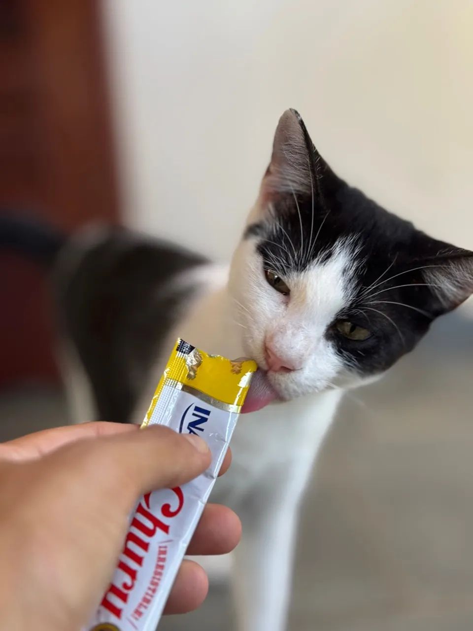Filhotes pra adoção responsável  - Foto 4