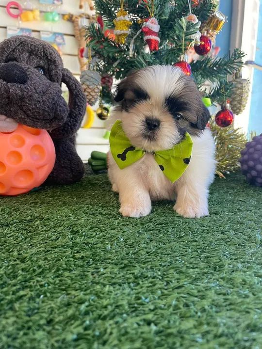 Lindo filhote de shihtzu macho três cores  - Foto 2