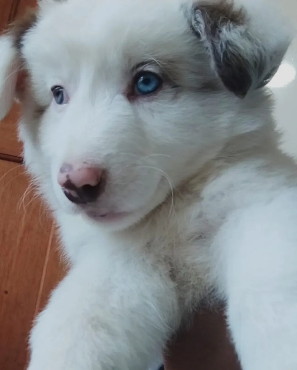 Filhotes Excepcionais de Border Collie Olhos Azuis
