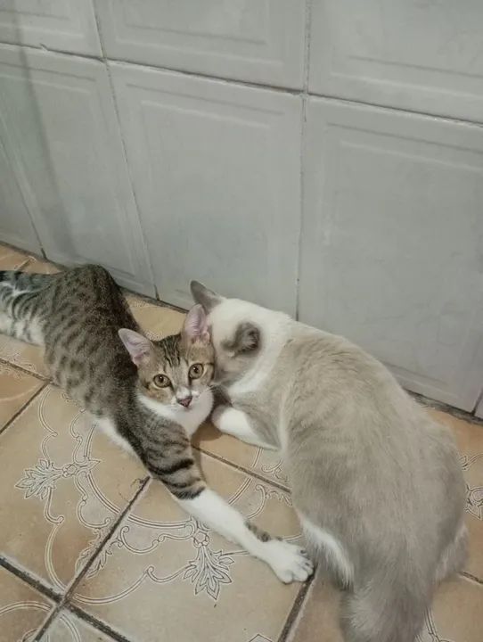 Dois gatos fofinhos para adoção